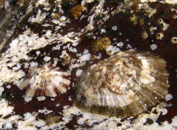 Patella caerulea e Patella ulyssiponensis